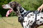 Pettorina dipinta a mano "Filo spinato" per Dalmata