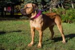 Collare in pelle rosa con borchie a punta per Cane Corso