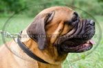 Collare in cuoio a strozzo per Bullmastiff
