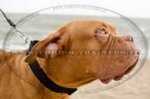 Collare regolabile in nylon per Dogue de Bordeaux
