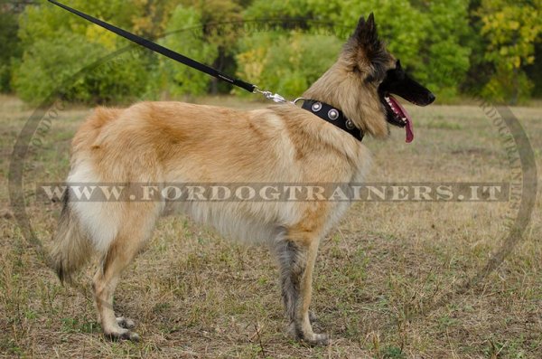 Collare in nylon con borchie rotonde per cane