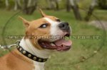 Collare in pelle con borchie rotonde per Amstaff