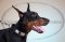 Collare in cuoio con piastre decorative per Dobermann