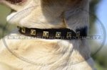 Collare in cuoio con decorazione per Labrador
