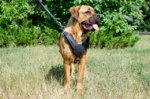Pettorina in cuoio da lavoro per Cane Corso