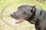 Collare con intrecciamento decorativo per American Pit Bull