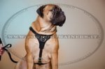 Pettorina universale di pelle per Bullmastiff