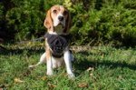 Pettorina multi-funzionale di nylon per Beagle