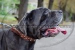 Collare esclusivo con borchie decorative per Mastino Napoletano