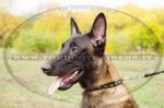 Collare stretto con borchie a punta per Malinois