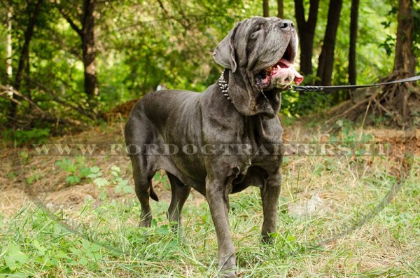 Collare in cuoio con borchie a punta