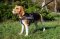 Pettorina in nylon da traino per Beagle