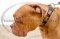 Collare in cuoio con piastre decorative per Dogue de Bordeaux