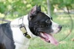 Collare eclusivo in pelle per American Staffordshire Terrier