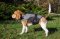 Pettorina in nylon chiusa per Beagle