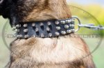 Collare in cuoio con borchie a punta per Malinois