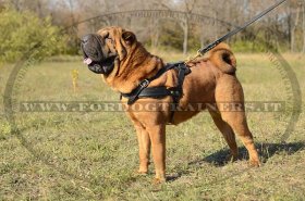 Pettorina da traino di cuoio per Shar Pei