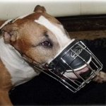 Museruola a cestello in filo nichelato per Bull Terrier