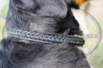 Collare in cuoio con intrecciamento per Swiss Mountain Dog