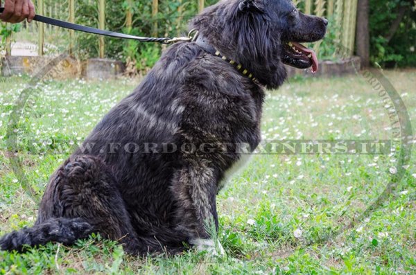 Collare in cuoio con decorazione per cane