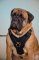 Pettorina in vero cuoio per Bullmastiff
