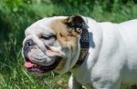 Collare in cuoio con piastre decorative per Bulldog inglese