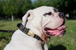 Collare con punte, piastre e piramidi per Bulldog americano