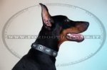 Collare in pelle con pietre azzurre per Dobermann