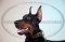Collare in cuoio con borchie a punta per Dobermann