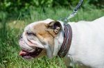 Collare dipinto a mano "Filo spinato" per Bulldog inglese