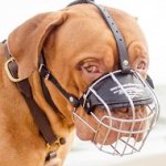 Museruola a cestello in filo nichelato per Dogue de Bordeaux