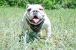 Pettorina in vero cuoio per Bulldog inglese