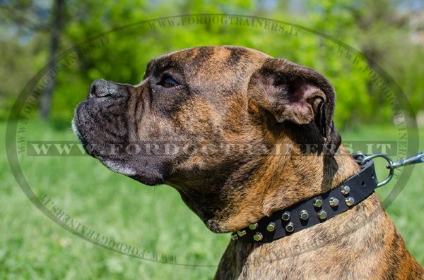 Collare in cuoio con borchie a piramidi per cane