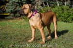 Collare rosa in cuoio con pietre azzurre per Cane Corso