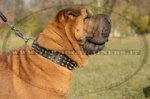 Collare originale con borchie per Shar Pei