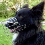 Museruola a cestello in filo metallico nichelato per Collie