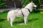 Pettorina esclusiva in pelle con borchie di ottone per Husky