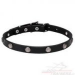 Collare con borchie rotonde cromate per cane
