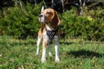 Pettorina in pelle con borchie a punta per Beagle