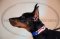 Collare dipinto a mano "Bandiera americana" per Dobermann