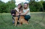 Pettorina in nylon da traino per Bullmastiff