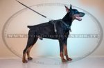 Pettorina universale in pelle naturale per Dobermann