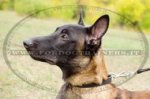 Collare classico in pelle, larghezza 25 mm per Malinois