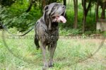 Pettorina esclusiva con borchie di ottone per Mastino Napoletano