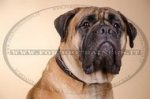 Collare in cuoio dipinto a mano "Filo spinato" per Bullmastiff