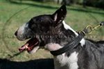Collare in cuoio a strozzo per Bull terrier
