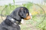 Collare in cuoio con piastre in rilievo per Swiss Mountain Dog