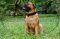 Collare classico in cuoio per Bullmastiff