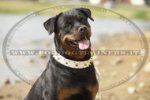 Collare in cuoio con borchie decorative per Rottweiler