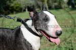 Collare in cuoio combinato per Bull terrier